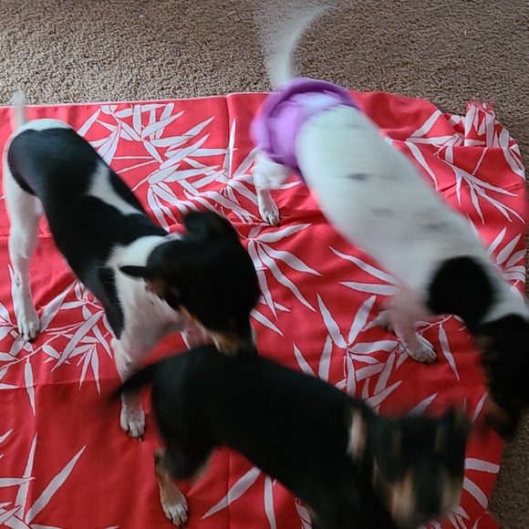 Rare & Vintage 1977 The Cloth Company on Screen Print Fabric Sew - Quilt 1yrd - Picture 9 of 12